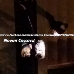 marco e noemi